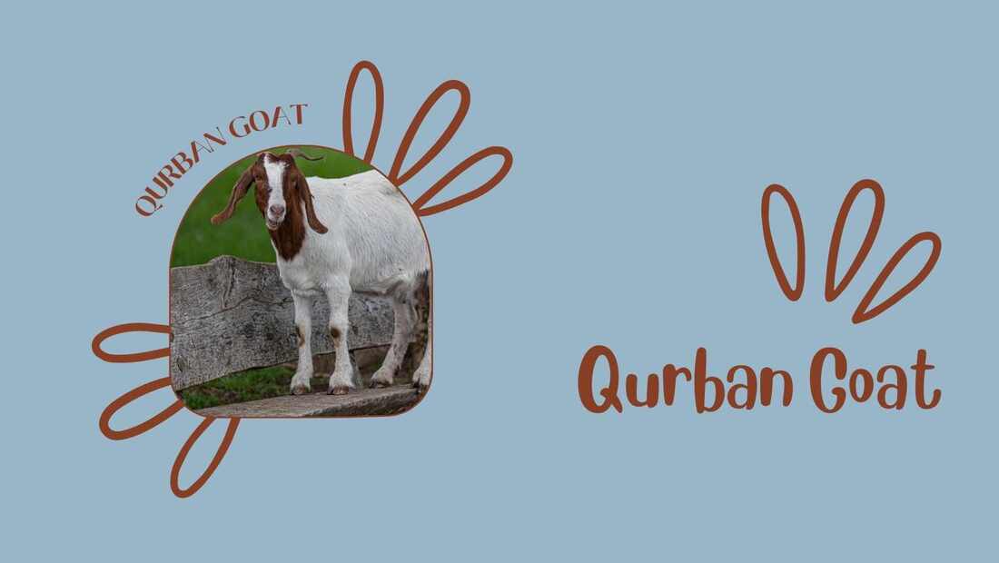 Cow for Qurban
