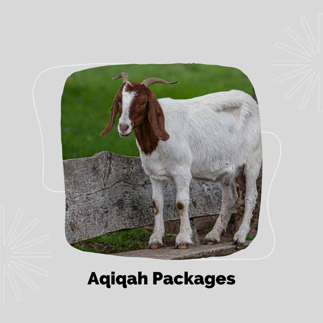 Goat for Aqiqah