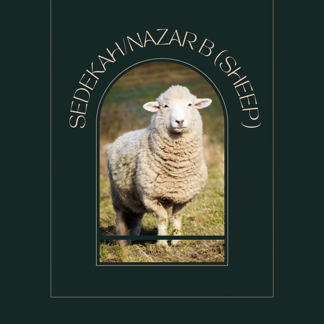 Sedekah Nazar Sheep